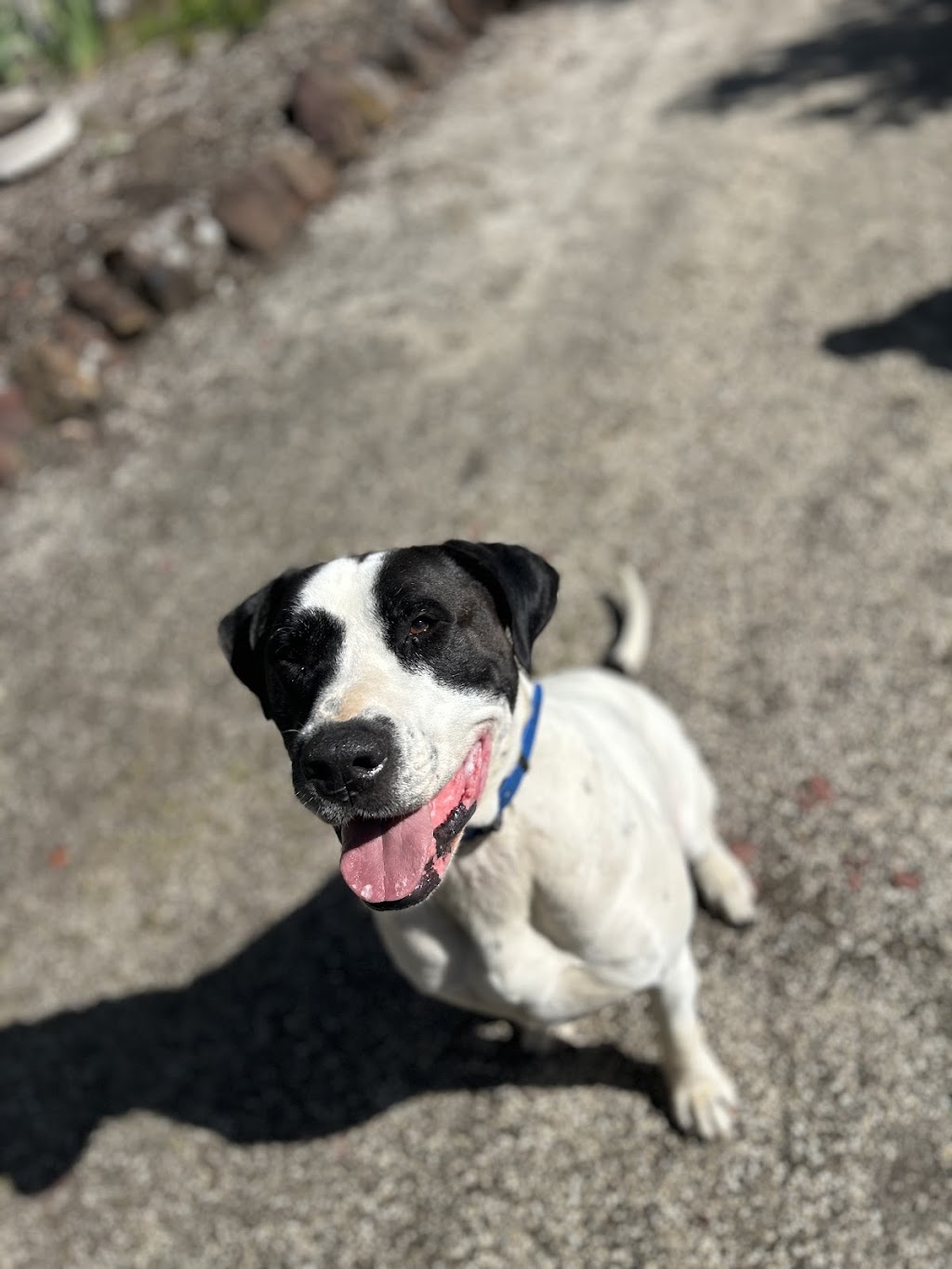 Drovers Dog and Co | 20 Ridgeview Ln, Wambrook NSW 2630, Australia | Phone: 0421 519 084