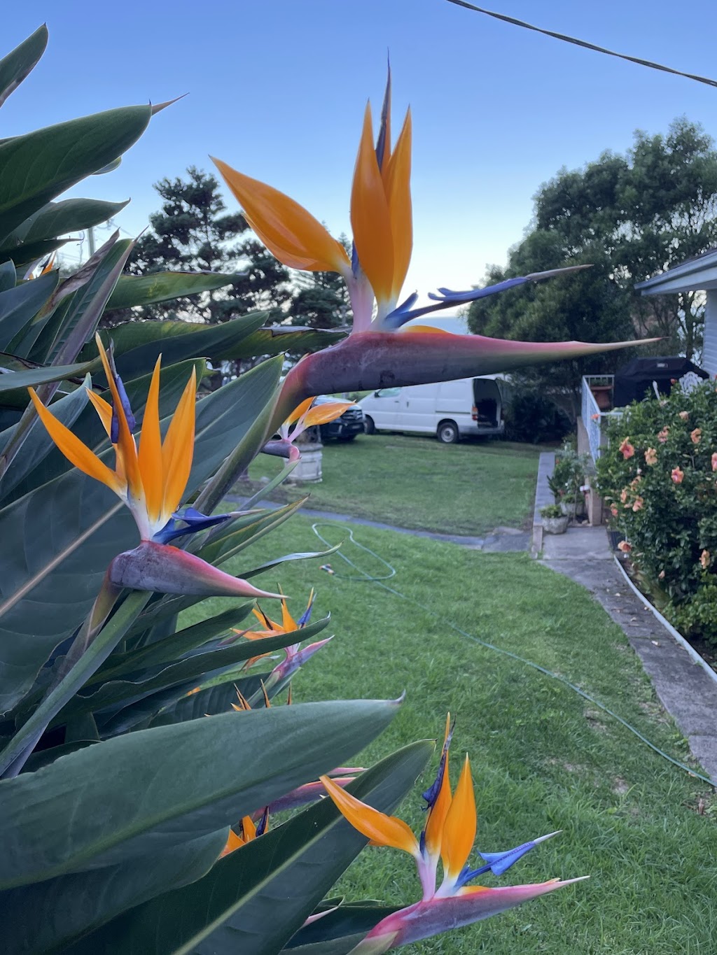 Sea Cliff Lodge | 3 Clifton School Parade, Clifton NSW 2515, Australia | Phone: (02) 4267 3542