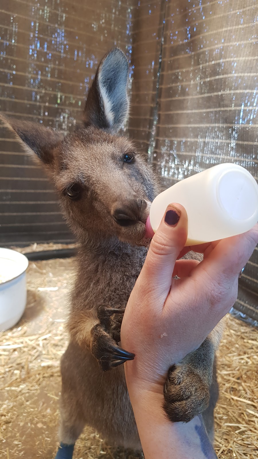 McIntyre Wildlife Shelter | 2906 Dunolly-Wedderburn Rd, McIntyre VIC 3472, Australia | Phone: 0427 541 102