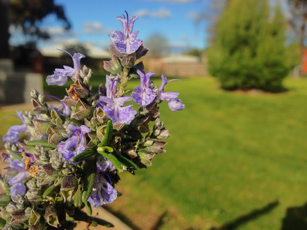 Nathalia Memorial Gardens | park | Nathalia VIC 3638, Australia