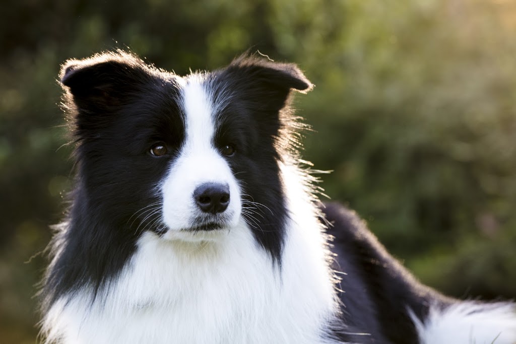 Celtic Heart Border Collies | 38 Nestle Ln, Toogoolawah QLD 4313, Australia | Phone: 0400 018 877