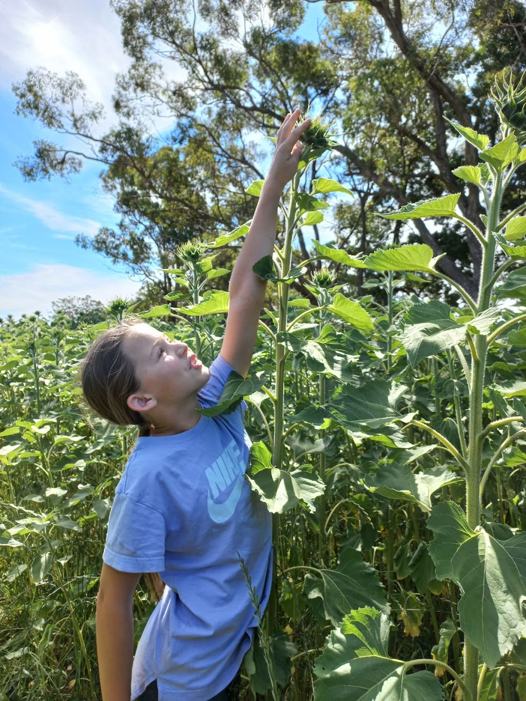 Spa Country Sunflowers | 420 Developmental Rd, Bolwarrah VIC 3352, Australia | Phone: 0418 387 380