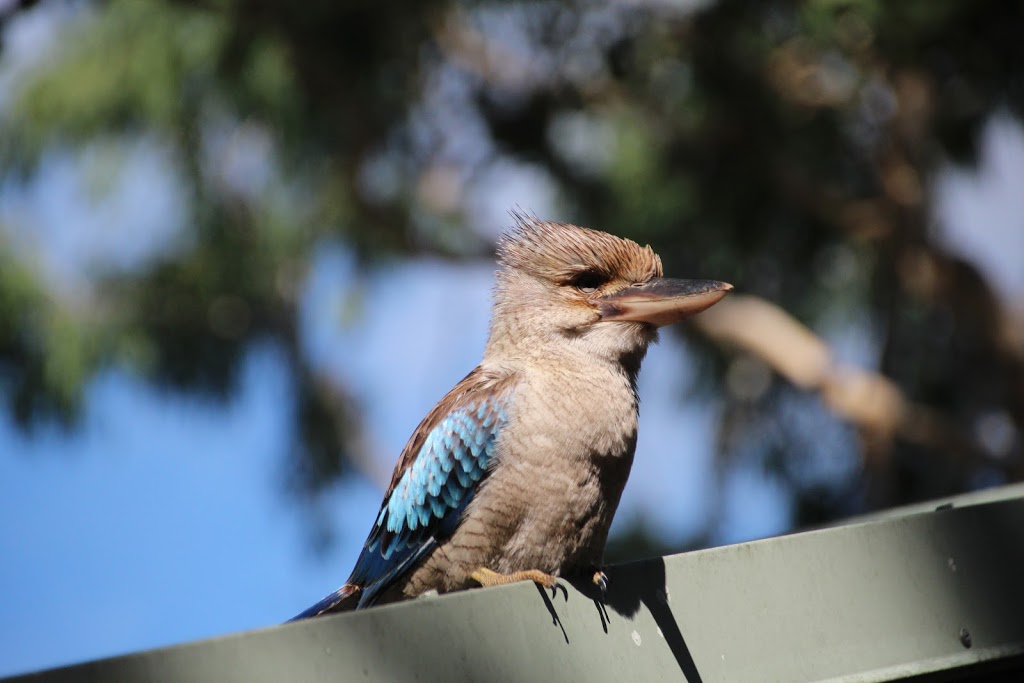 Bush Oasis Caravan Park | rv park | 1 Muntalunga Dr, Nome QLD 4816, Australia | 0747788301 OR +61 7 4778 8301