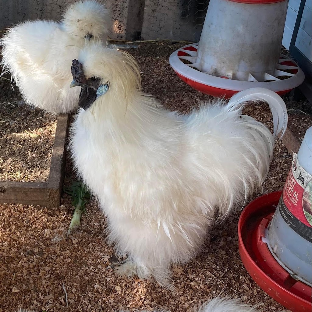 Chrissy’s Happy Hens | 105 Bull Ridge Rd, East Kurrajong NSW 2758, Australia | Phone: 0401 673 552