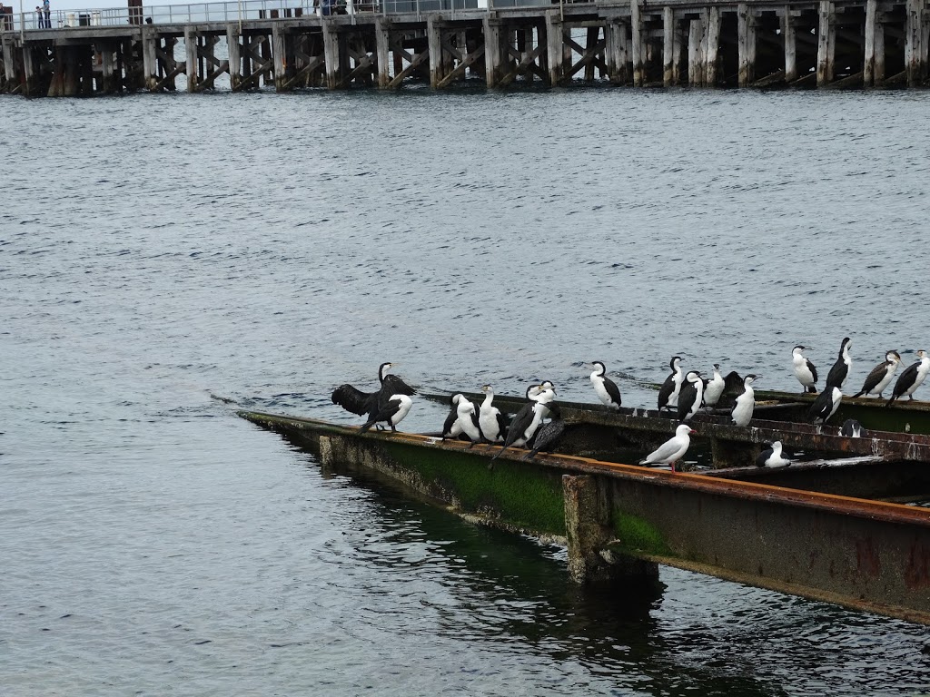 Kangaroo Island Marine Adventures | Kingscote Wharf, Kingscote SA 5223, Australia | Phone: (08) 8553 3227