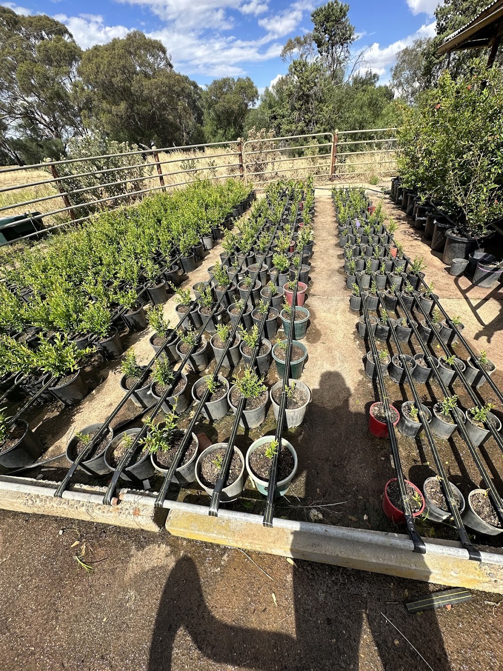 110 Agri-Farms Australia | 720 Bitcon Rd, Toolamba West VIC 3614, Australia | Phone: 0405 621 467 110 Agri-Farms Australia | 720 Bitcon Rd, Toolamba West VIC 3614, Australia | Phone: 0405 621 467