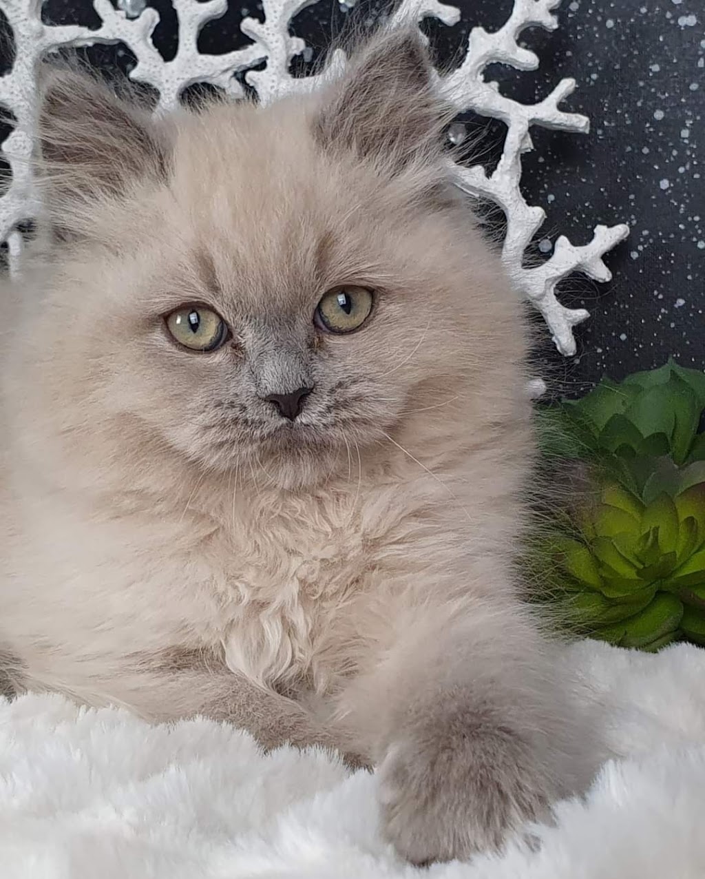 Mountain Hollow Ragdolls Registered Cats and Kittens | veterinary care | Esroy Service Station, 3529 Great Western Hwy, Yetholme NSW 2795, Australia | 0419463219 OR +61 419 463 219