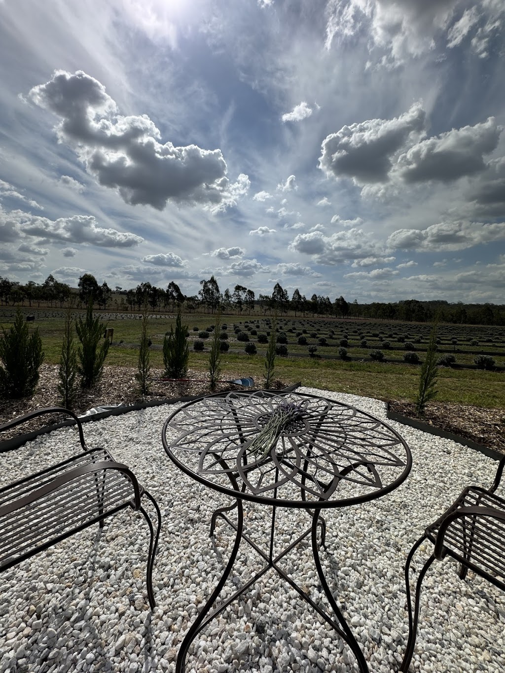 Back Paddock Botanical - Lavender and Herb Farm | 274 Goombungee Meringandan Rd, Goombungee QLD 4354, Australia | Phone: 0400 684 643