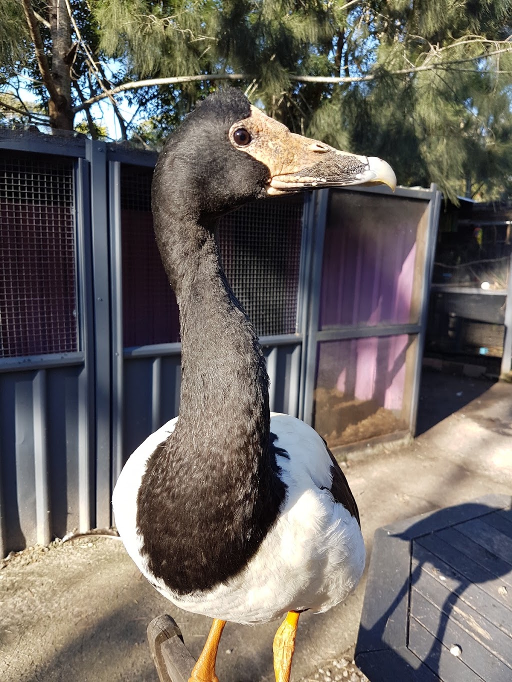 Twinnies Pelican and Seabird Rescue | 2147 Steve Irwin Way, Landsborough QLD 4550, Australia | Phone: (07) 5439 9995