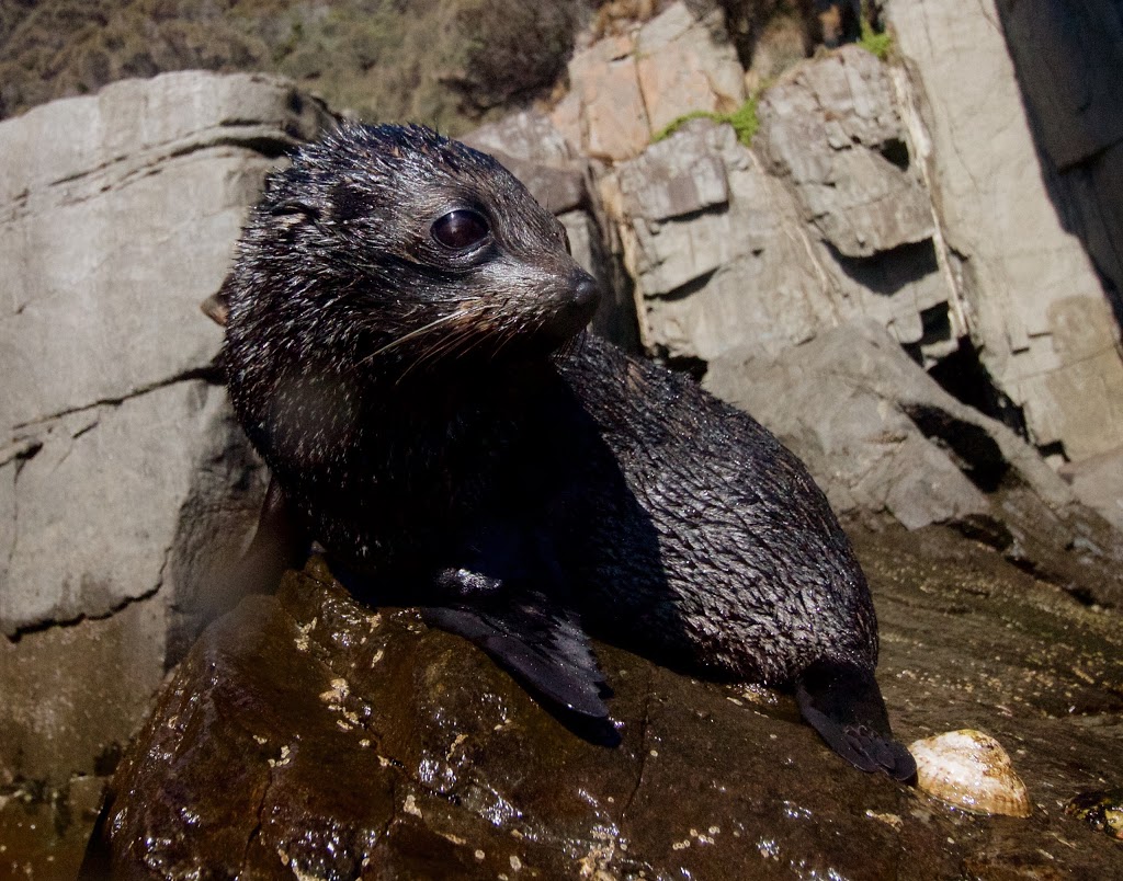 Wild Ocean Tasmania | 165b Pirates Bay Dr, Eaglehawk Neck TAS 7179, Australia | Phone: 0473 770 416