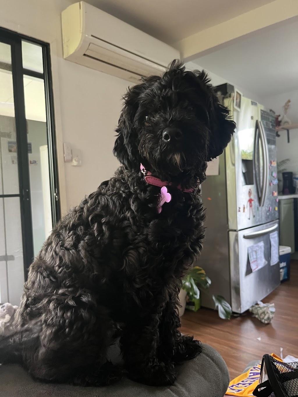 North Straddie Pet Sitting | 37 Finnegan St, Dunwich QLD 4183, Australia | Phone: 0409 418 378