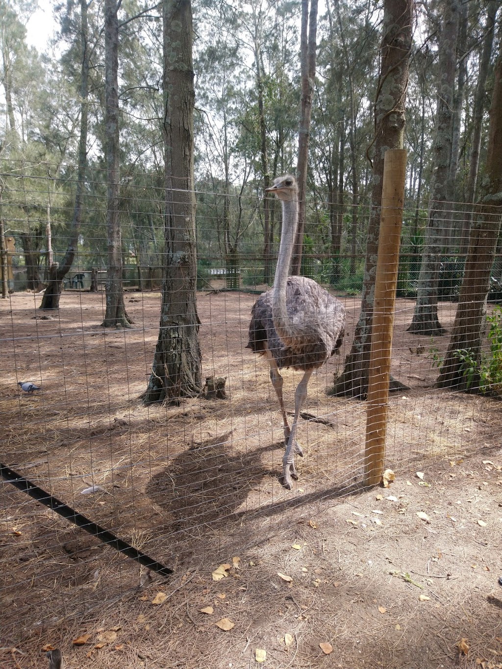Birdland Animal Park | zoo | 55 Beach Rd, Batemans Bay NSW 2536, Australia | 0244725364 OR +61 2 4472 5364