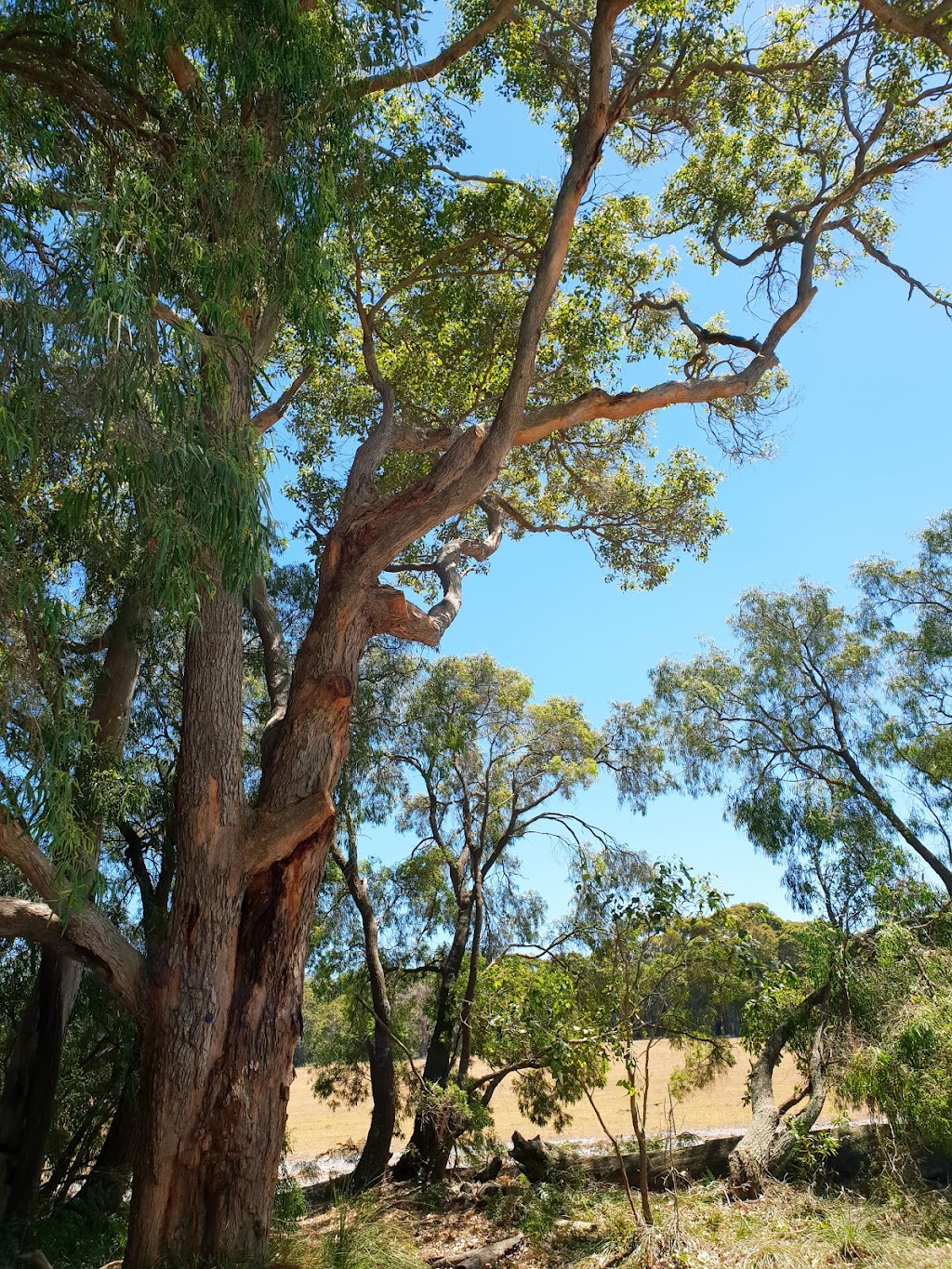 A-Cut Tree Services Dunsborough, Margaret River and Busselton |  | 295 Kaloorup Rd, Vasse WA 6280, Australia | 0897550637 OR +61 8 9755 0637