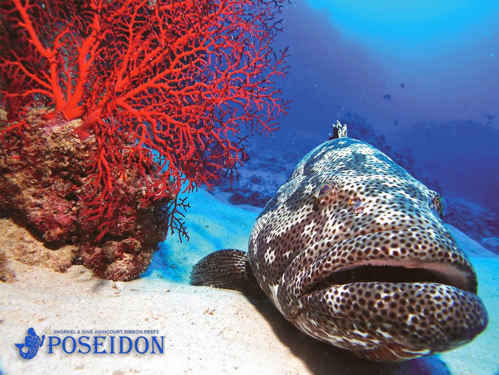 Poseidon Outer Reef Cruises | 44 Wharf St, Port Douglas QLD 4877, Australia | Phone: (07) 4087 2100