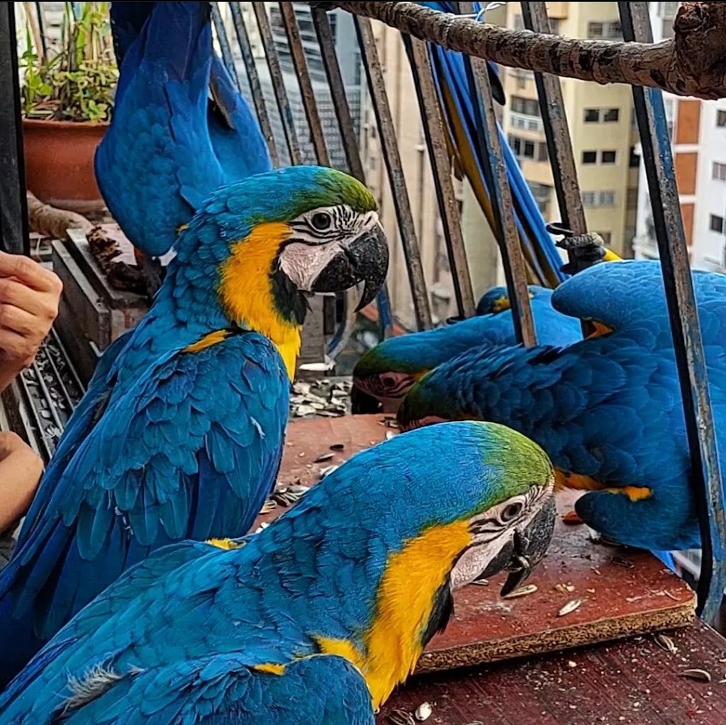 Shellyparrots | 1a Antwerp Ave, Edmondson Park NSW 2174, Australia | Phone: 0433 215 456