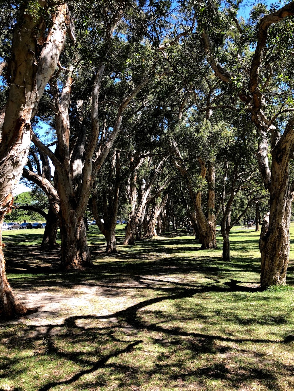 Paperbark Grove and BBQs | museum | Park,, Centennial Park NSW 2021, Australia