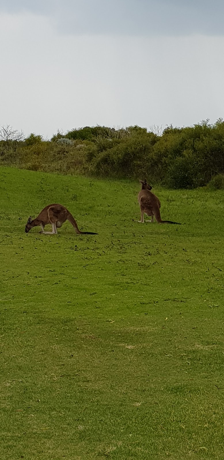 Links Kennedy Bay | tourist attraction | Lot 199 Port Kennedy Dr, Port Kennedy WA 6172, Australia | 0499098211 OR +61 499 098 211