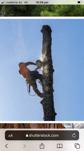 our tree service | 715 King St, Caboolture QLD 4510, Australia | Phone: 0435 445 878
