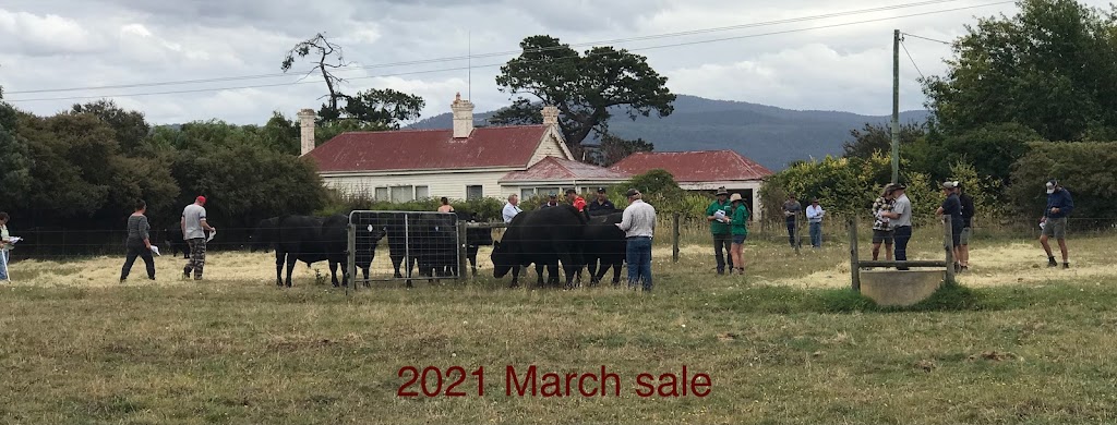 Richmond Hill Angus and Southdowns | 260 Liffey Rd, Bishopsbourne TAS 7301, Australia | Phone: 0438 348 045