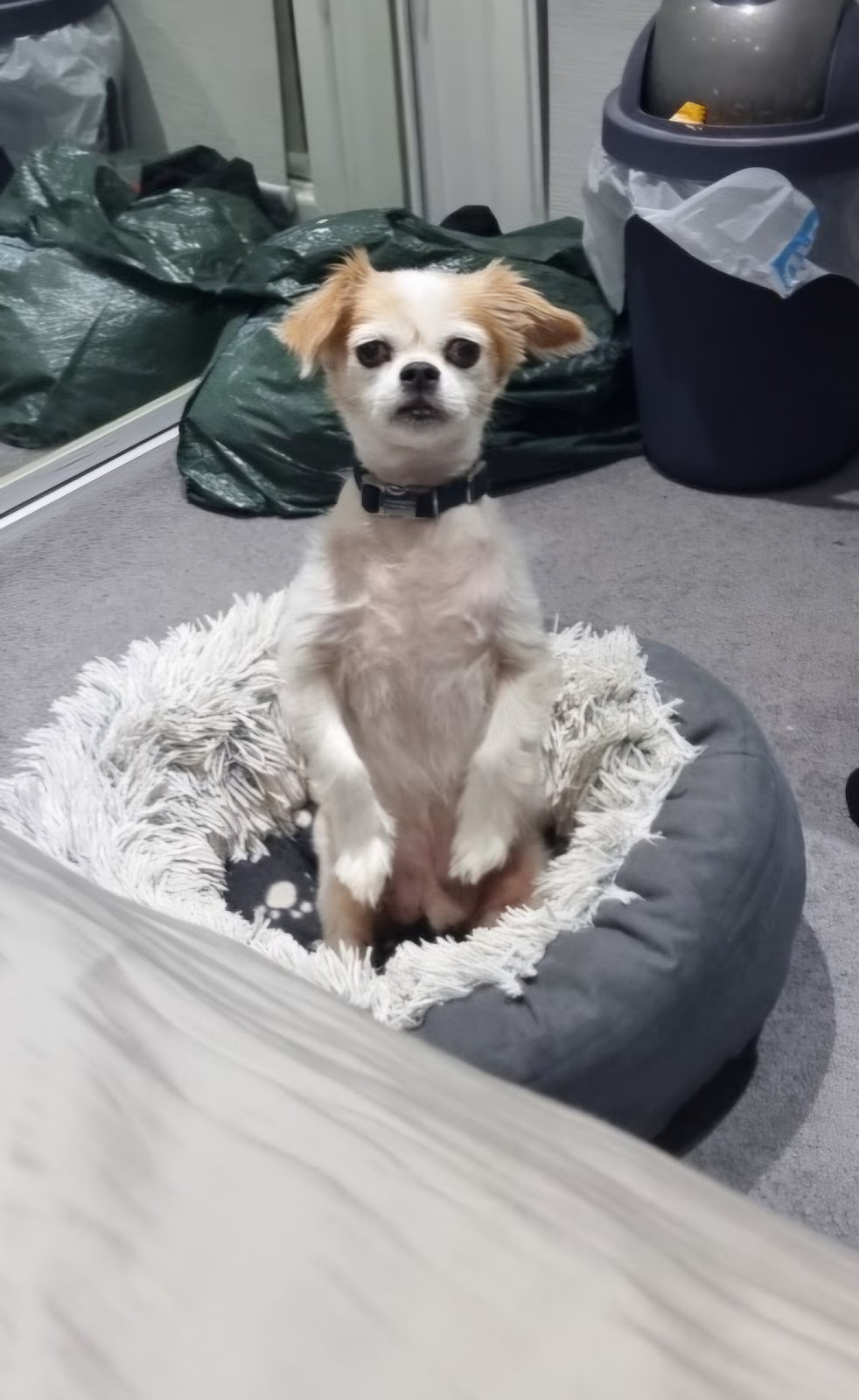 Precious Little Paws | 33 Peugeot Dr, Ingleburn NSW 2565, Australia | Phone: 0425 301 880