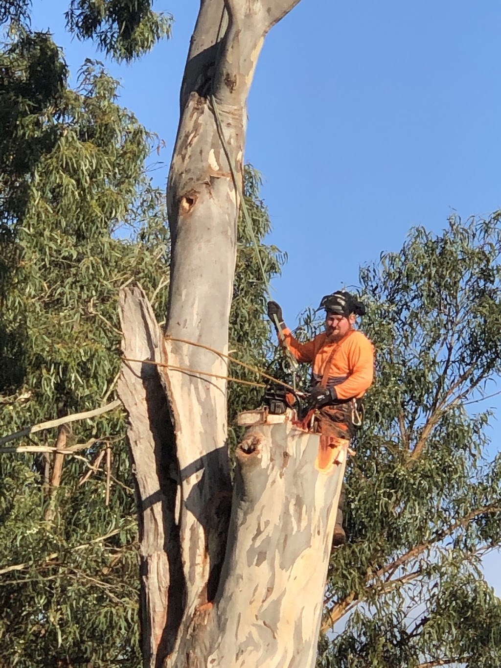 Pat’s Timber and Tree Services | 40 Ridge Bvd, Yinnar VIC 3869, Australia | Phone: 0468 939 833