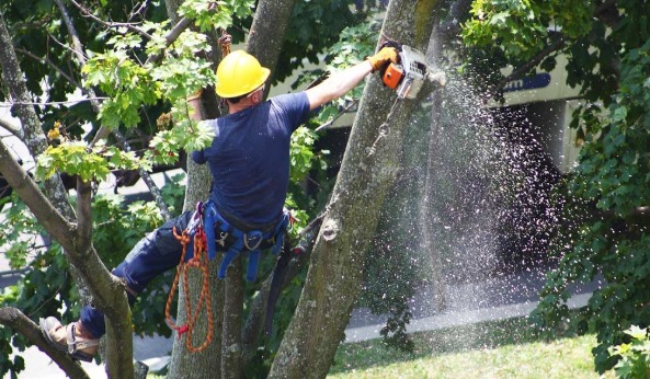 Sunshine Coast Tree Lopping Coolum |  | 292 Arcoona Rd, Yandina Creek QLD 4561, Australia | 0756463614 OR +61 7 5646 3614