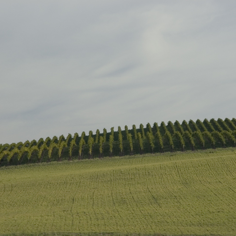 Fighting Gully Road | Vineyard: 203 Fighting Gully Road Winery:, Mayday Hills, 13 Kurrajong Way, Beechworth VIC 3747, Australia | Phone: 0407 261 373