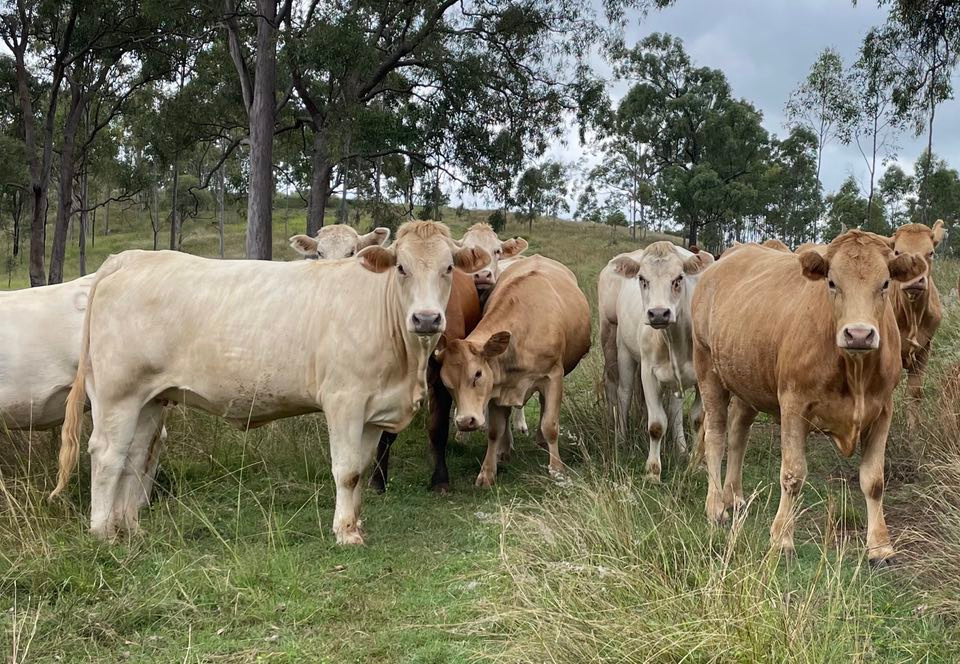 Esk Beef | IGA Esk, Biarra QLD 4313, Australia | Phone: 0417 714 285