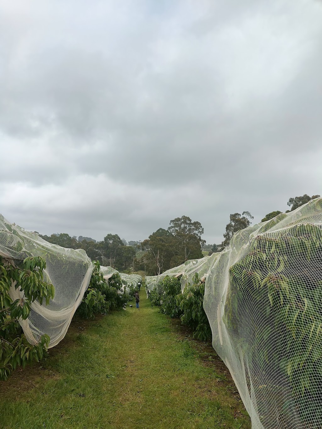 U pick Cherries | 55 George Rd, Silvan VIC 3795, Australia | Phone: (03) 9737 9400