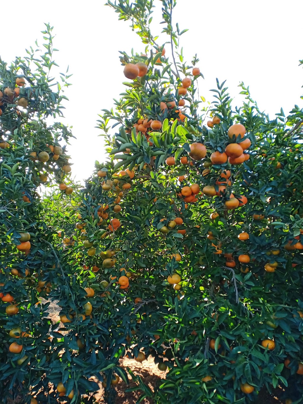 2PH Citrus Farm (Picking) |  | Locharbor Rd, Emerald QLD 4720, Australia | 0438744632 OR +61 438 744 632