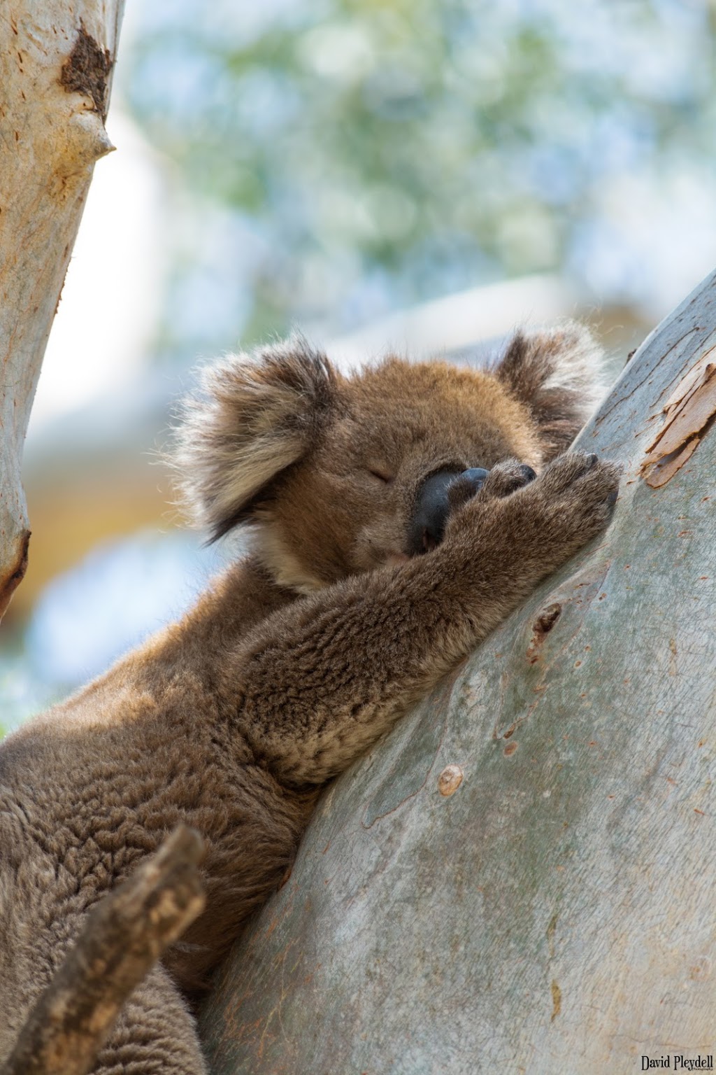 David Pleydell Photography | Blairgowrie Dr, Craigieburn VIC 3064, Australia | Phone: 0497 687 920