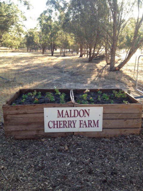 Maldon Cherry Farm | store | 96 Watersons Rd, Tarrengower VIC 3463, Australia | 0403016040 OR +61 403 016 040
