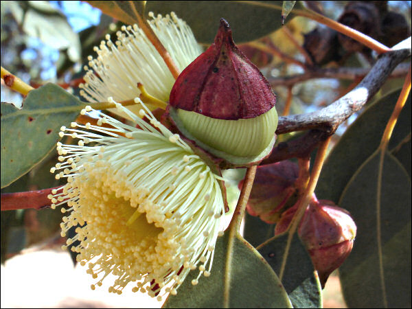 OzTrees Nursery | 569 Warrowie Rd, Irrewarra VIC 3249, Australia | Phone: 0455 988 961