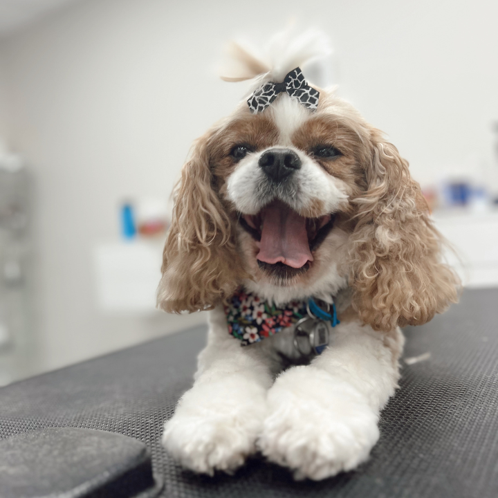 Georges House Dog Grooming Leeton | Palm Ave, Leeton NSW 2705, Australia | Phone: 0493 671 026