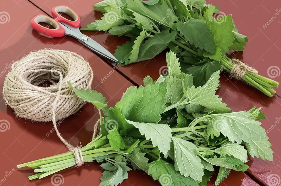 Bathurst Medicinal Herbs | 10 Eleven Mile Dr, Kelso NSW 2795, Australia | Phone: 0412 470 706