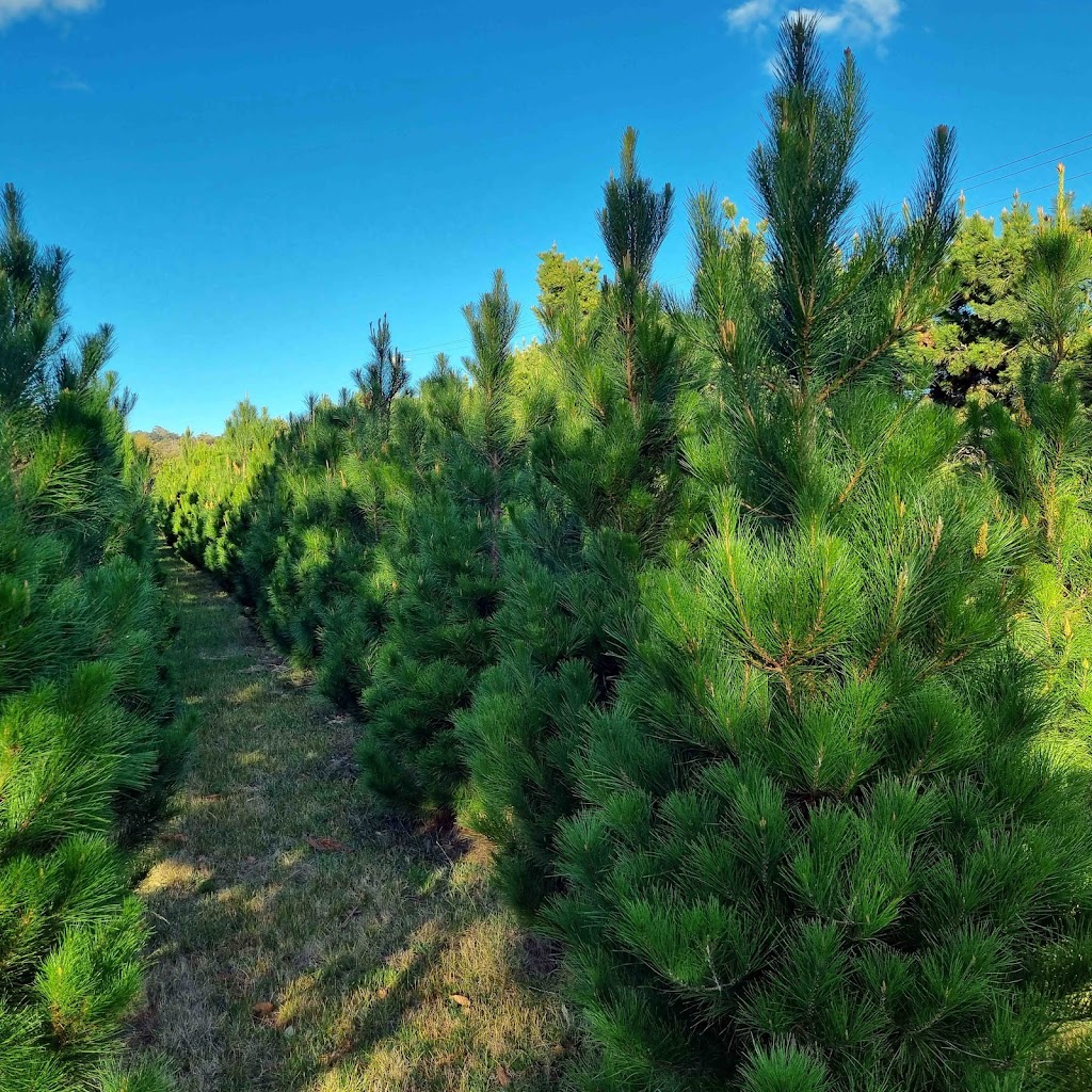 Coal Valley Christmas Trees | 1 Walworth Rd, Richmond TAS 7025, Australia | Phone: 0408 602 315