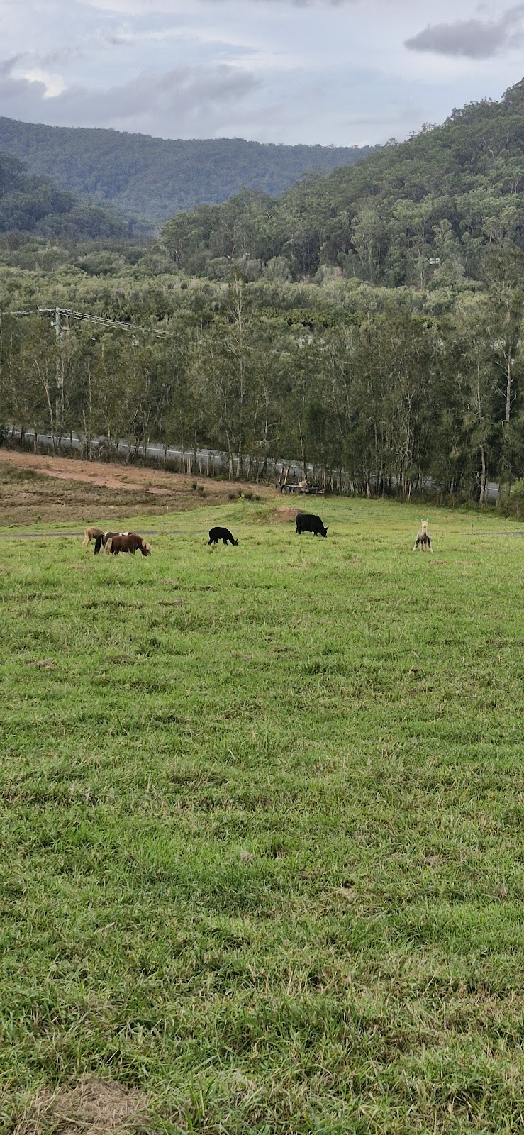 The Little Chooks Farm | 4256 Wisemans Ferry Rd, Spencer NSW 2775, Australia | Phone: 0414 200 900 The Little Chooks Farm | 4256 Wisemans Ferry Rd, Spencer NSW 2775, Australia | Phone: 0414 200 900
