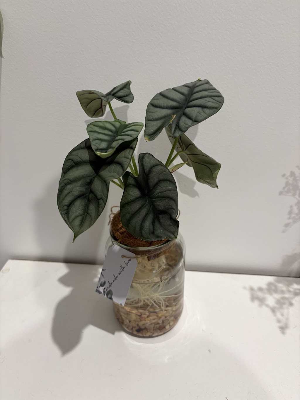 Potted With Love | 54 Currajong St, Evans Head NSW 2473, Australia | Phone: 0466 333 414