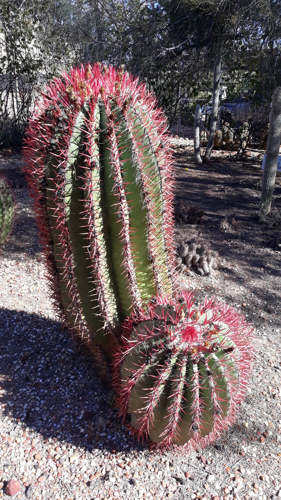 Bevans Cactus Nursery | Lightning Ridge NSW 2834, Australia | Phone: (02) 6829 2778