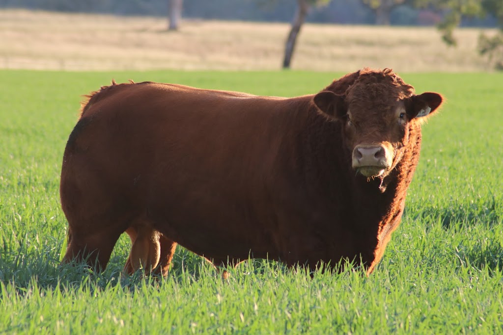 Angledale Limousins | Oakley/241 Dry Creek Rd, Willow Tree NSW 2339, Australia | Phone: 0438 941 745