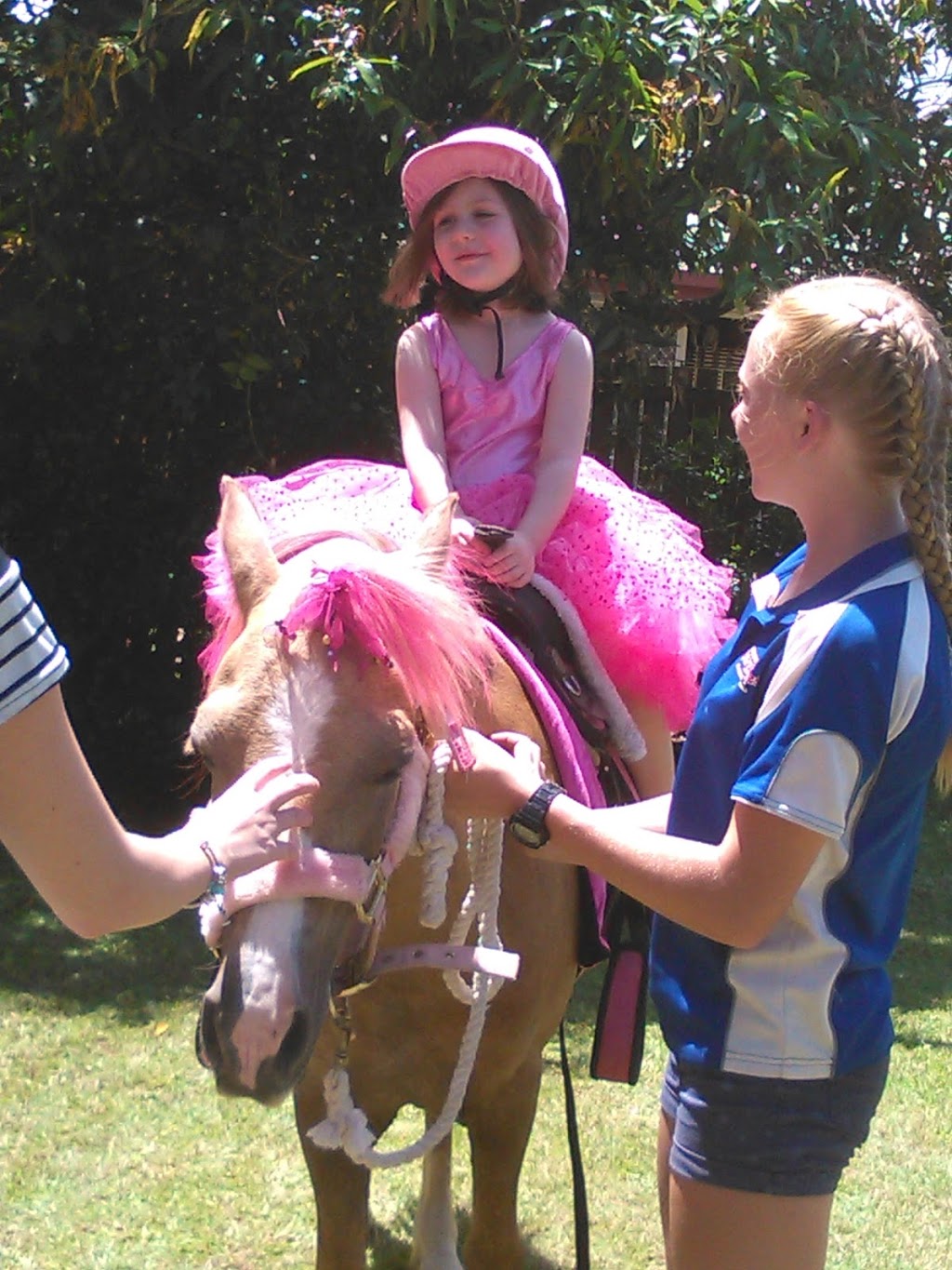 Sunshine Coast Party Ponies and petting zoo |  | 280 Yeates Rd, Beerwah QLD 4519, Australia | 0404497127 OR +61 404 497 127