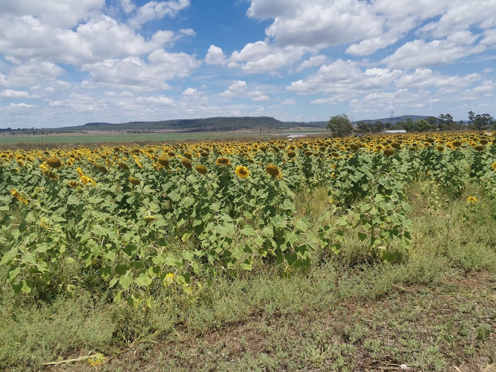 Warraba Sunflowers | 439 Mcnallys Rd, Cambooya QLD 4358, Australia | Phone: 0475 389 305
