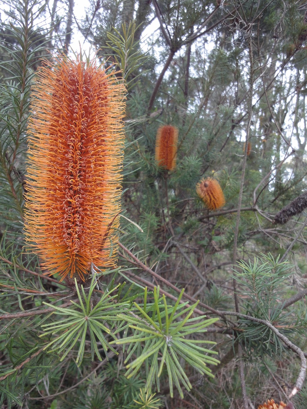 Blue Gum Forest Nursery | 285 Korumburra-Warragul Rd, Korumburra VIC 3950, Australia | Phone: 0408 595 450