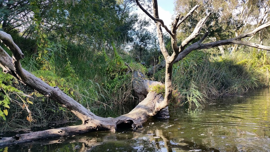 Mooralbool and Barwon Rivers junction | Barwon Aqueduct River Trail, Highton VIC 3216, Australia