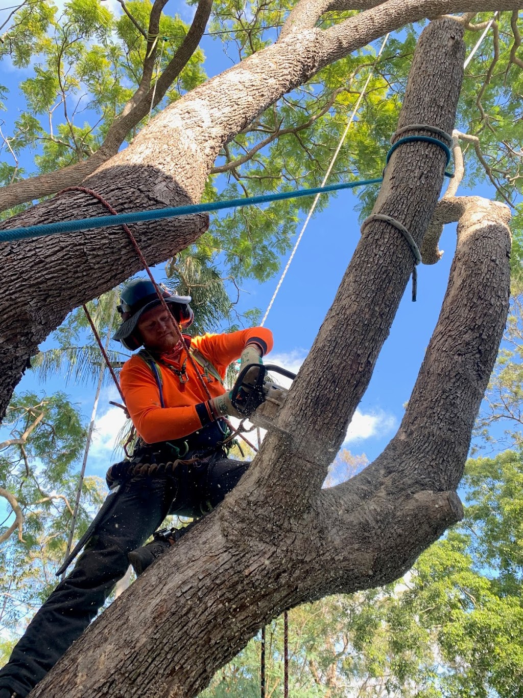 Tree Care Specialists |  | 79 Normanhurst Rd, Boondall QLD 4034, Australia | 0431176152 OR +61 431 176 152
