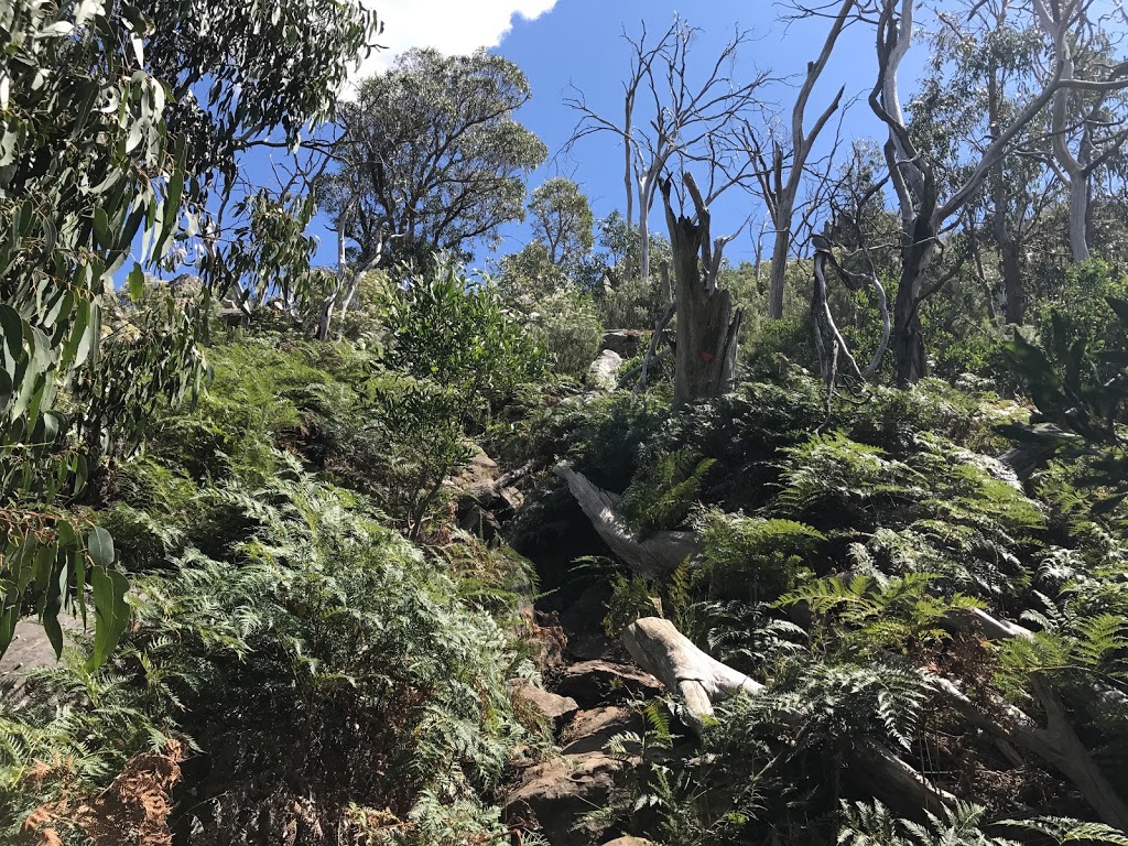 Jawbone Creek Track | park | Jawbone Creek Track, Taggerty VIC 3714, Australia