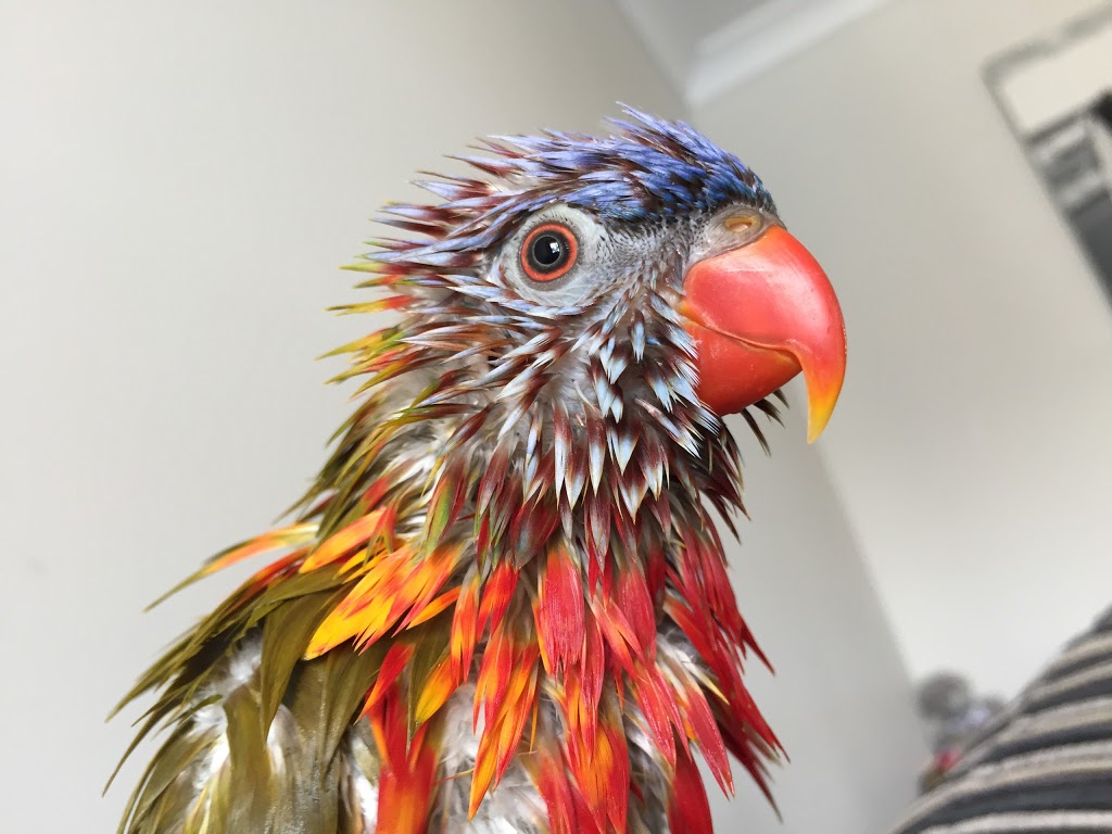 Avian Reptile and Exotic Pet Hospital | 415 Werombi Rd, Camden NSW 2570, Australia | Phone: (02) 4655 0798