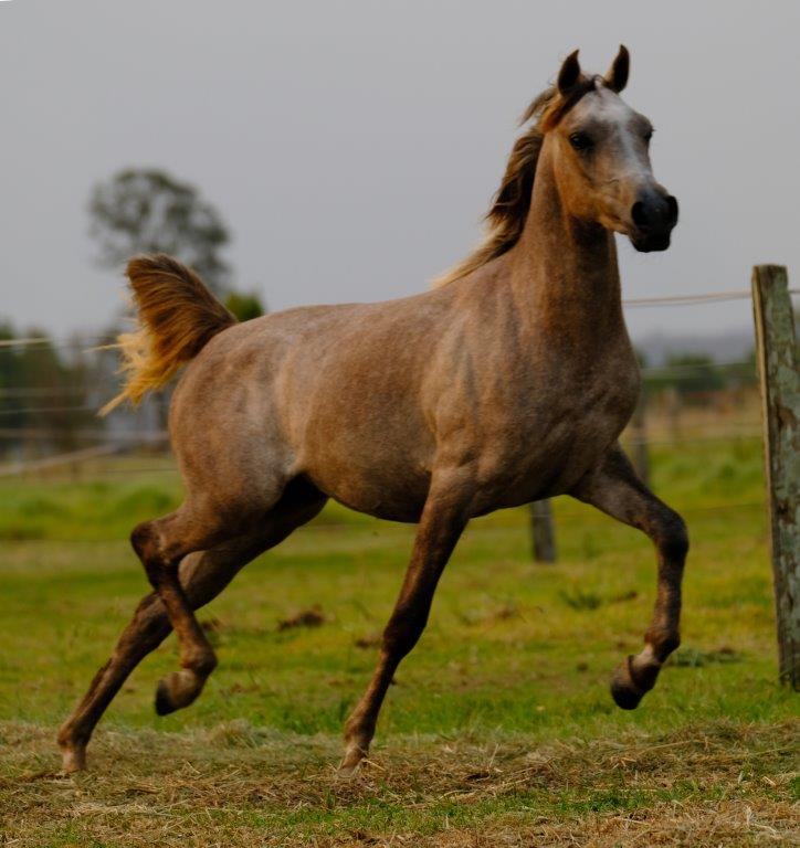 Myth Haven Arabian Farm | 1399 Macleay Valley Way, Seven Oaks NSW 2440, Australia | Phone: (02) 6567 4379