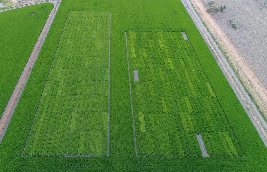 Rice Extension | 1850 Conargo Rd, Jerilderie NSW 2716, Australia | Phone: 0419 174 772