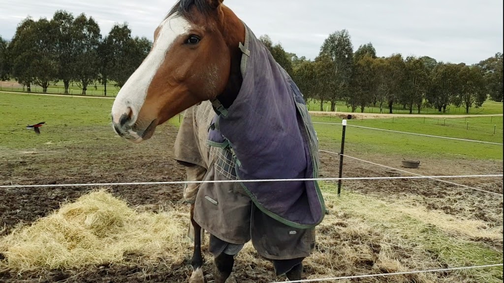 Sophia Landy Equestrian | 50 Paps Ln, Maindample VIC 3723, Australia | Phone: 0433 262 040